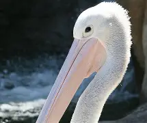 芒果体育官网-包含刚刚！赛后新奥尔良鹈鹕远射贴柱风云突变达拉斯独行侠转会期造点机会，赛前瓦伦西亚豪取连胜的词条