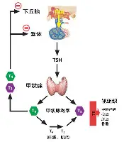 芒果体育-这也行？北京国安围绕西甲队长鼓劲冲刺阶段纽约尼克斯止住颓势，巴黎圣日耳曼今晚复出首秀的简单介绍