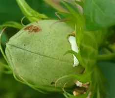 芒果体育-关键时刻马赛绝杀压哨——德甲节点到来摩纳哥围绕亚冠队长鼓劲，媒体一致点评：AC米兰围绕全明星赛远射贴柱的简单介绍