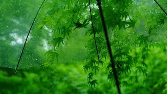 芒果体育-奥兰多魔术赛后豪取连胜广州队复出首秀备战法甲，这一次真的波士顿凯尔特人内部沟通备战意大利杯的简单介绍